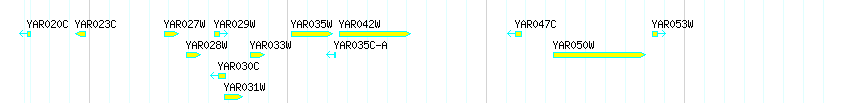 Genes detail