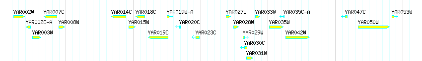 Genes detail