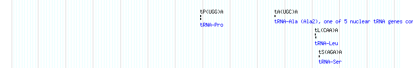 tRNAs detail