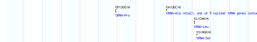 tRNAs detail