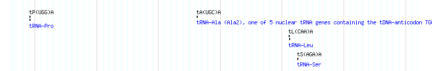 tRNAs detail