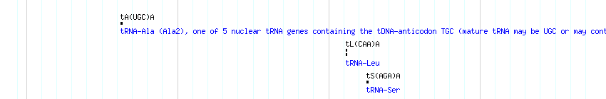 tRNAs detail