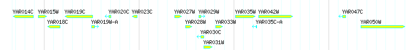 Genes detail