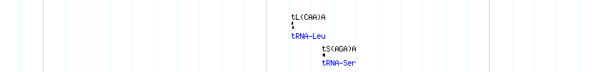 tRNAs detail