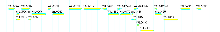 Genes detail