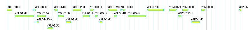 Genes detail