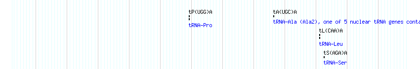 tRNAs detail