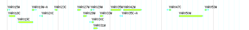 Genes detail