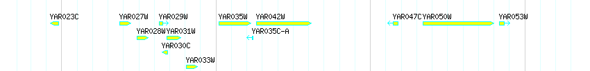 Genes detail