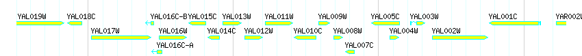 Genes detail