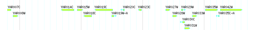 Genes detail