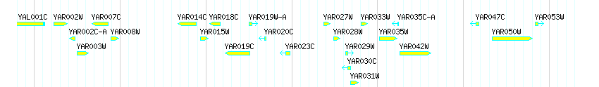 Genes detail