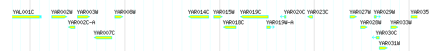 Genes detail