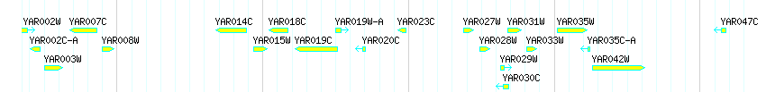 Genes detail