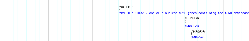 tRNAs detail