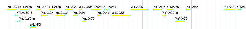 Genes detail