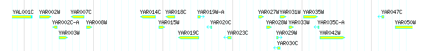Genes detail