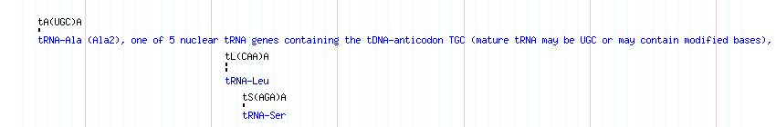 tRNAs detail