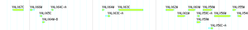 Genes detail