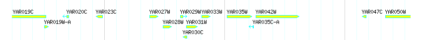 Genes detail