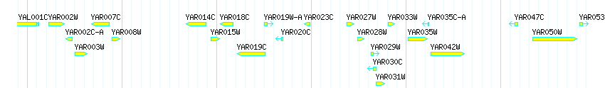 Genes detail