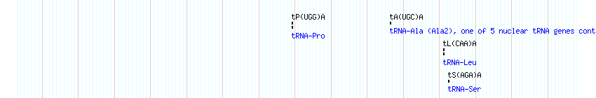 tRNAs detail