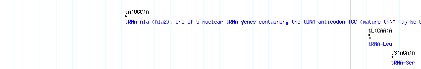tRNAs detail