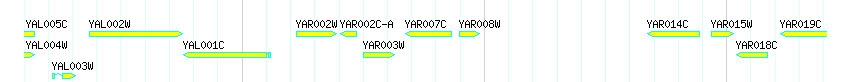 Genes detail