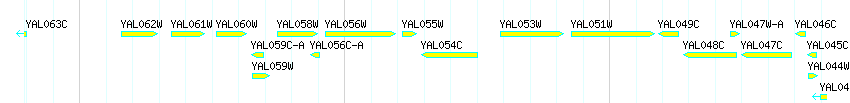 Genes detail