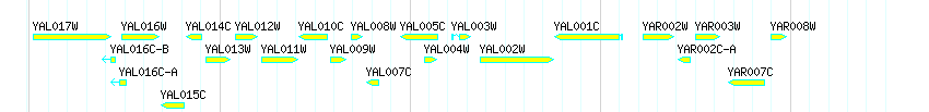 Genes detail