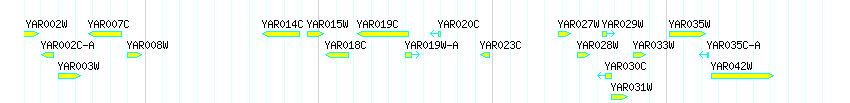 Genes detail