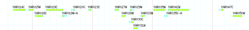 Genes detail