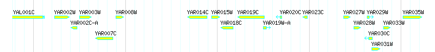 Genes detail