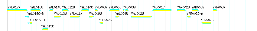 Genes detail