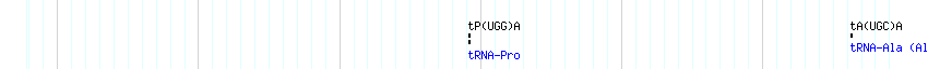 tRNAs detail