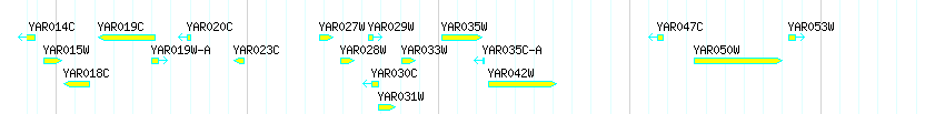 Genes detail
