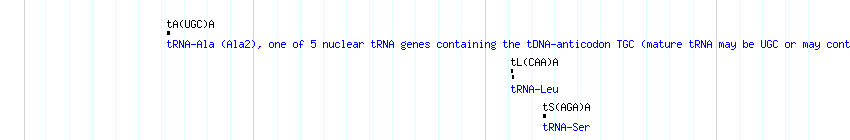 tRNAs detail