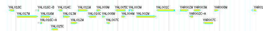 Genes detail