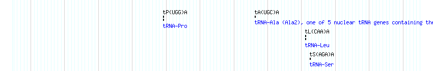 tRNAs detail