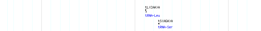 tRNAs detail