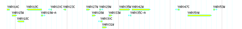 Genes detail