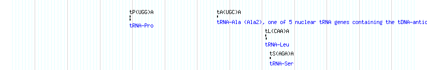 tRNAs detail