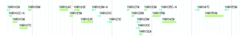 Genes detail