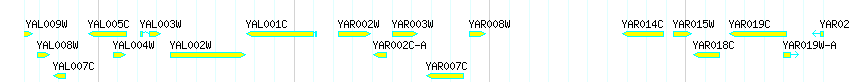 Genes detail