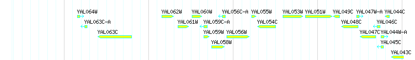 Genes detail