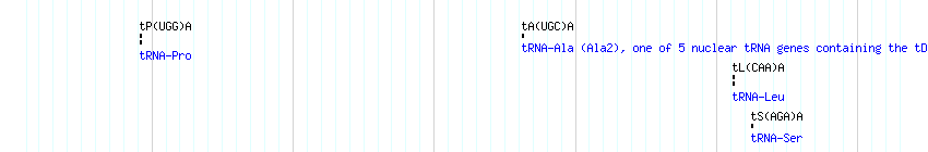 tRNAs detail