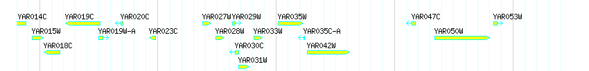 Genes detail