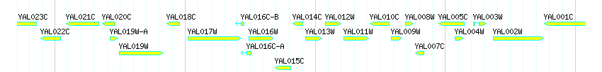 Genes detail